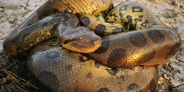 ANACONDA Chinups – Catch Crazy Subz!