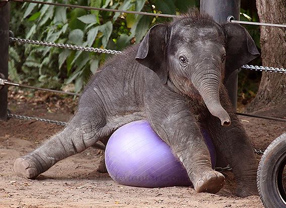 clumsy-elephant