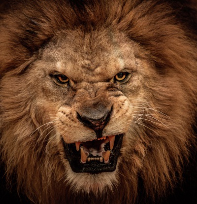 hungry-lion