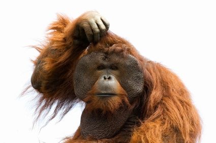 confused-monkey