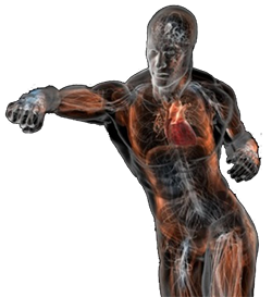 punching-anatomy