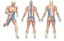 fascia