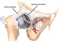 joint-capsule