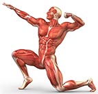 muscles