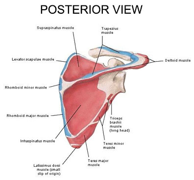 muscles-posterior