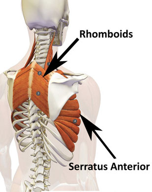 rhomboids-serratus