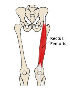 rectus-femoris